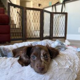 Dachshund All Grown Up from Mini Dots Mini Dachshunds