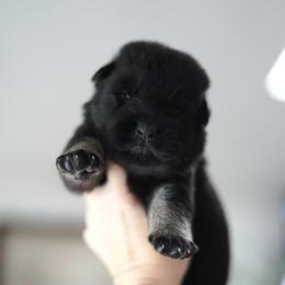 Reign - Bi-color female German Shepherd puppy in Coarsegold, California from Yosemite Shepherds