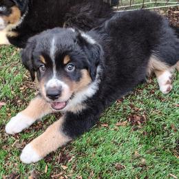 Oregano - Black tri male Miniature American Shepherd puppy in Springfield, Missouri from Sunrock Kennel