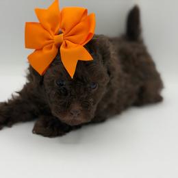 Twix - Brown female Poodle puppy in Southampton, New Jersey from Lavishly Loved Pets LLC