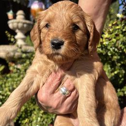 Orange collar boy - Red  male Goldendoodle puppy in Fairfield, California from Twin Sisters Doodles
