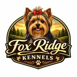 Yorkshire Terrier puppies from Fox Ridge Kennels