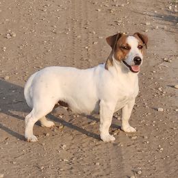 Sadie - Russell Terrier