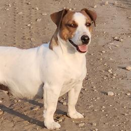 Sadie - Russell Terrier
