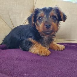 Yorkshire Terriers from Yorkies of Sewickley