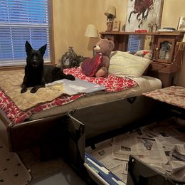 Dutch Shepherd puppies from Sugar Island Dutch Shepherds