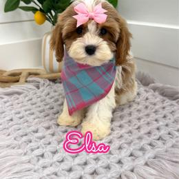 Elsa - White female Cavapoo puppy in Buford, Georgia from Petite Posh Puppies