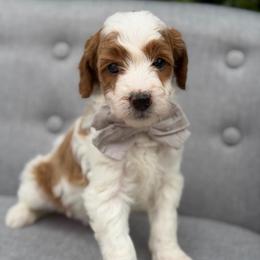 Hendrix - Parti male Goldendoodle puppy in Queen Creek, Arizona from Goldendoodle AZ