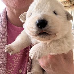Female 1 - White female Maremma Sheepdog puppy in New Auburn, Wisconsin from Cordell Corgis