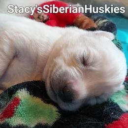 Peter - White male Siberian Husky puppy in Savannah, Georgia from Stacy's Siberian Huskies