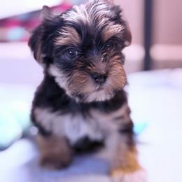 Elvis - Black and tan male Morkie puppy in Florence, Kentucky from 4paws4ever by Design