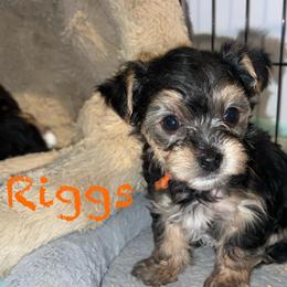 Riggs - Black & tan tri-color male Morkie puppy in Seneca, Missouri from M.Y. Morkies and Yorkies
