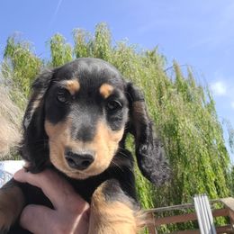 Gabriel (white) - Black and tan male Dachshund puppy in Salinas, California from Maverick Kennels