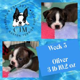 Oliver - Brindle and white male Boston Terrier puppy in Jupiter, Florida from CJM Boston and Boxer Puppies
