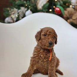 “Negan” - Poodle puppy from AMC Poodles