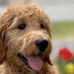 Goldendoodles, Golden Retrievers, and Poodles from California Golden Love