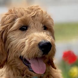 Goldendoodles, Golden Retrievers, and Poodles from California Golden Love