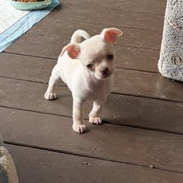 Remi - Cream and white male Chihuahua puppy in Orange, Texas from Tiny Paws from God