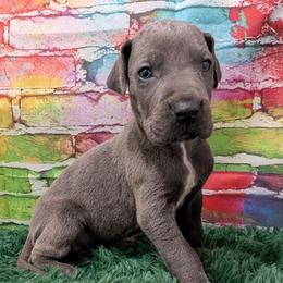 Vince - Blue brindle male Great Dane puppy in Bay City, Michigan from Monarch Danes