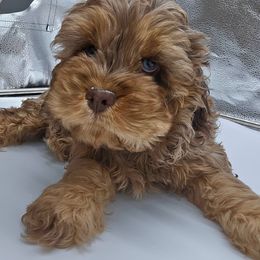 Brownie - Merle Light Eyed Female available before the holidays - Merle female Cockapoo puppy in Oakhurst, New Jersey from Teddy Bear Cockapoos