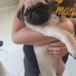 Pug Puppies from Alisa's Pugs