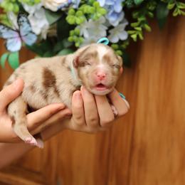 Chuck Norris - Red merle male Australian Shepherd puppy in Turlock, California from HCA Aussies