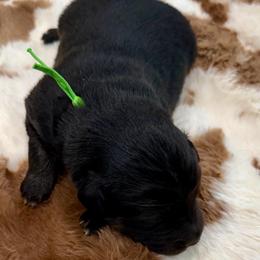 Green collar - Black tri male Miniature Australian Shepherd puppy in 32046, Florida from River Hill Ranch