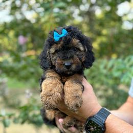 Croissant - Phantom female Goldendoodle puppy in Ranger, Georgia from Muscadine Meadows Poodles and Doodles