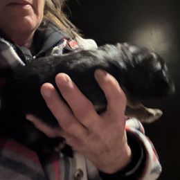 Boy 1 - Black and red male German Shepherd puppy in Fairdale, Kentucky from Kimberly's German Shepherds