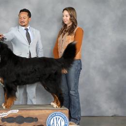 Ruben - Bernese Mountain Dog
