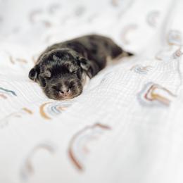 Pomsky Puppies from Lake Point Pomskies