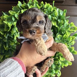 Noomi - Merle male Cockapoo puppy in Indiana from muddy boots cocker spaniels and cockapoos