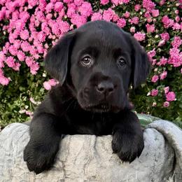 Blessed (light blue short coat) - Black female Labrador Retriever puppy in Baldwin City, Kansas from Hedge Lane Labradors