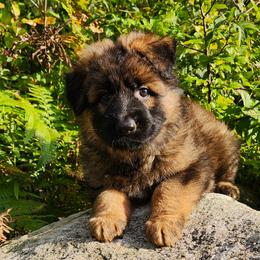 Henry - Sable male German Shepherd puppy in White Cloud, Michigan from Von WestLynn German Shepherds