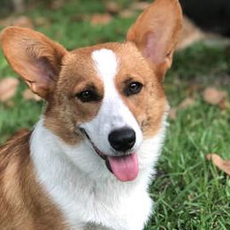 Pembroke Welsh Corgis and Russell Terriers from Rivermont Farm