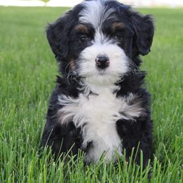 Tate - Tri-color Bernedoodle puppy in Apple Creek, Ohio from Arlene Hershberger