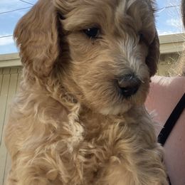 Australian Cobberdog Puppies from Mud Pies Australian Cobberdogs