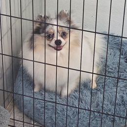 Luna - Pomeranian