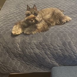 Ava - Miniature Schnauzer