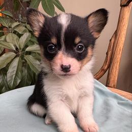 Rose - Black and tan female Pembroke Welsh Corgi puppy in Lake City, Minnesota from Lake Pepin Corgi's