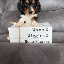 Duke - Piebald male Dachshund puppy in Stuart, Iowa from Johnson Family Paws
