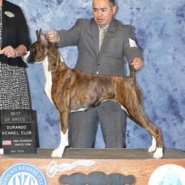 Goodie - Boxer