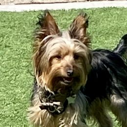 Kai - Yorkshire Terrier