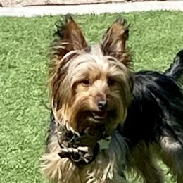 Kai - Yorkshire Terrier