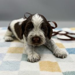 Midnight - Liver white and roan male English Springer Spaniel puppy in Rogers, Ohio from StoneyBrook Setters