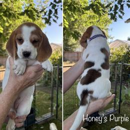 Honeys Purple - Red and white female Beagle puppy in Brownsville, Oregon from Beagles on the Run