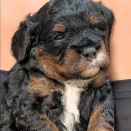 Tika - Tri-color female Cavapoo puppy in Sunnyvale, Texas from Sunnytown Farm Cavapoos
