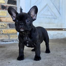 Bhad Bhabie - Brindle female French Bulldog puppy in Wisconsin from Shameless Bulldogs LLC