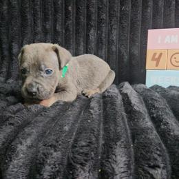 Green collar - Gray brindle female Cane Corso puppy in Fritch, Texas from Carrie Brown's Cane Corsos