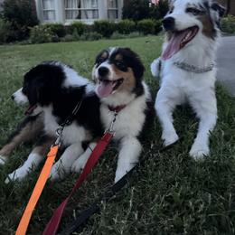 Australian Shepherd Puppies from Mad Ranch